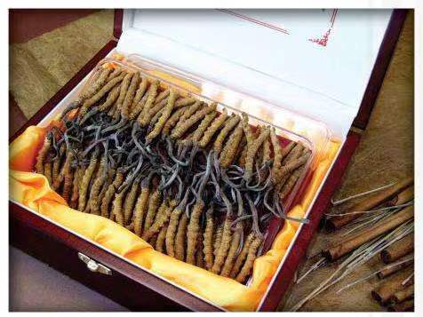 类乌齐冬虫夏草回收